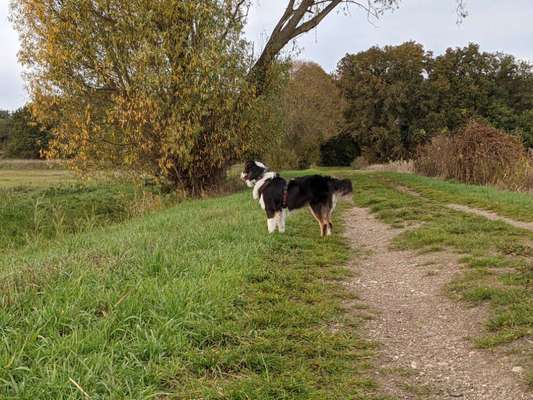 Hundetreffen-Gemeinsames Spazierengehen 🌳🐶-Bild