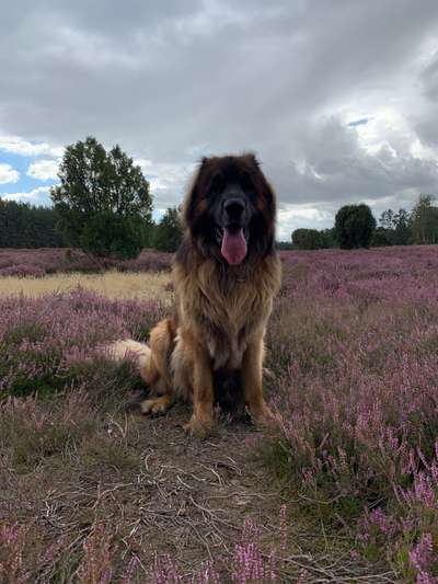 Welche Hunderasse-Beitrag-Bild