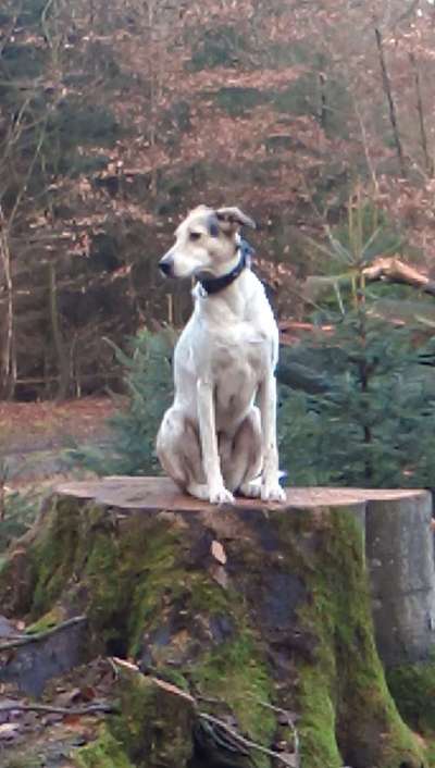 Auslandstierschutz-Beitrag-Bild