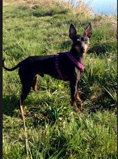 Seltene Rassen!-Beitrag-Bild