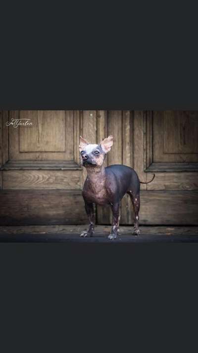 Seltene Rassen!-Beitrag-Bild