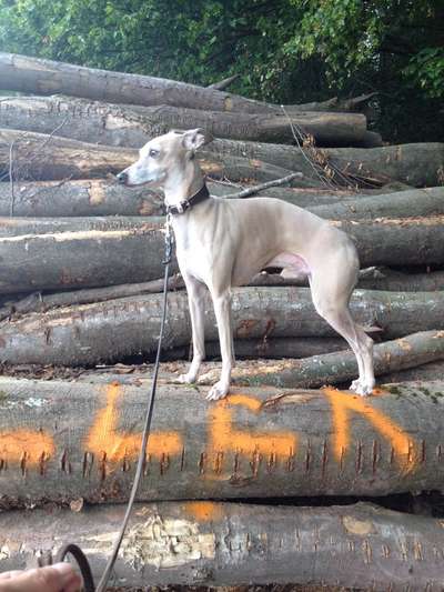 Windhunde - Treffen der besonderen Schönheiten
HERZLICH WILLKOMMEN-Beitrag-Bild