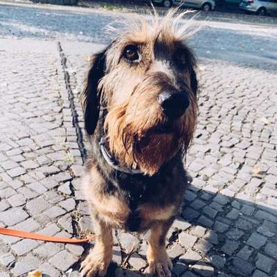 Hundetreffen-Cornern-Bild