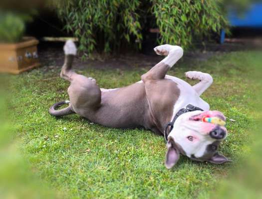 Hundetreffen-Sozial Walk-Bild