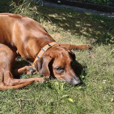 Hundetreffen-Spielkumpel für Ares gesucht! 🐾-Bild