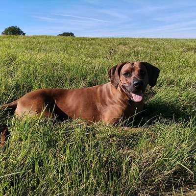 Hundetreffen-Spielkumpel für Ares gesucht! 🐾-Bild