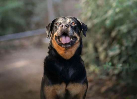 Reinrassige Hunde?-Beitrag-Bild