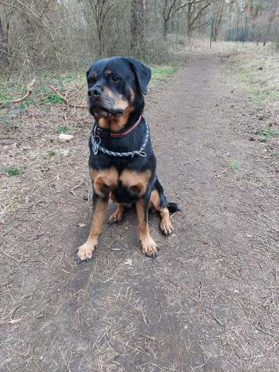 Hundetreffen-Rottweiler treffen-Bild