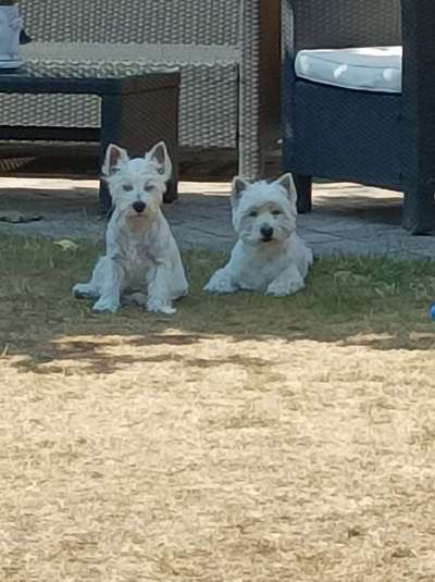 Reinrassige Hunde?-Beitrag-Bild