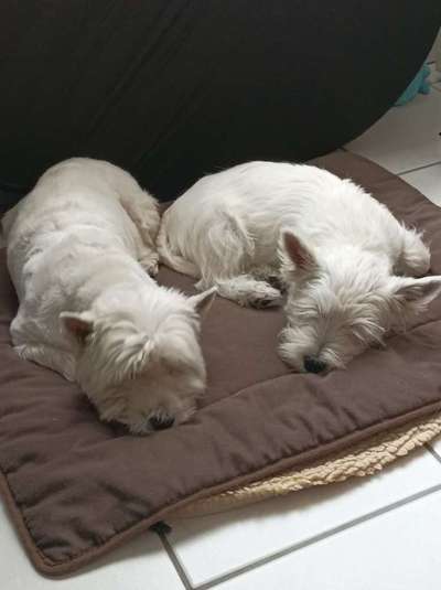 Westie-Beitrag-Bild