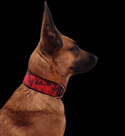 Halsband oder Geschirr?-Beitrag-Bild