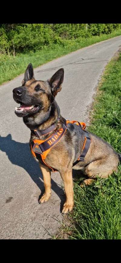 Wie sitzt mein Geschirr?-Beitrag-Bild