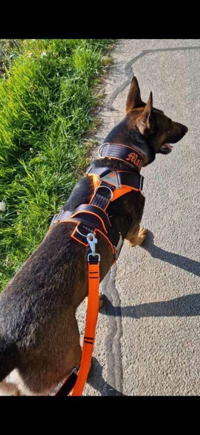 Wie sitzt mein Geschirr?-Beitrag-Bild