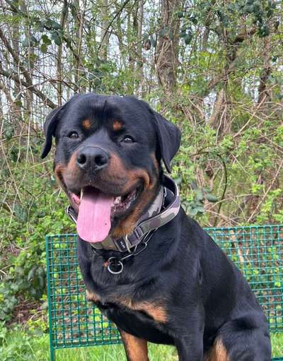 Halsband ab 45 kg oder stabiles Geschirr ?-Beitrag-Bild