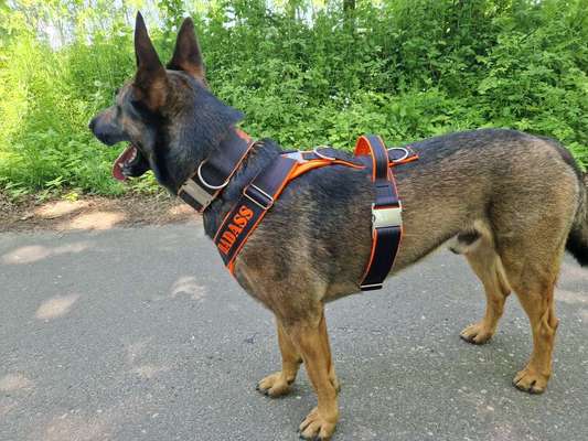 Wie sitzt mein Geschirr?-Beitrag-Bild