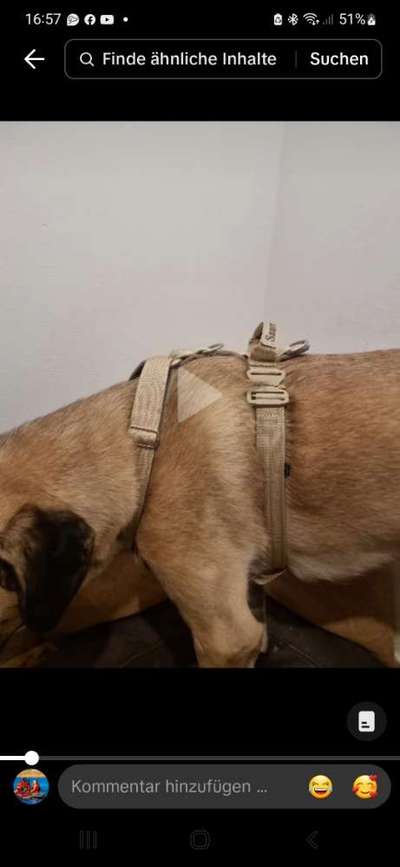 Stabiles Hundehalsband (am besten mit Haltegriff) gesucht-Beitrag-Bild