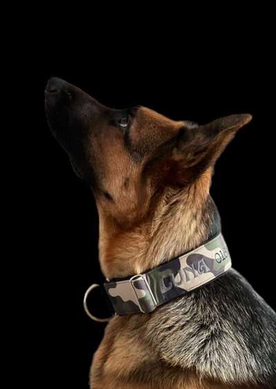 Hundehalsband-Beitrag-Bild
