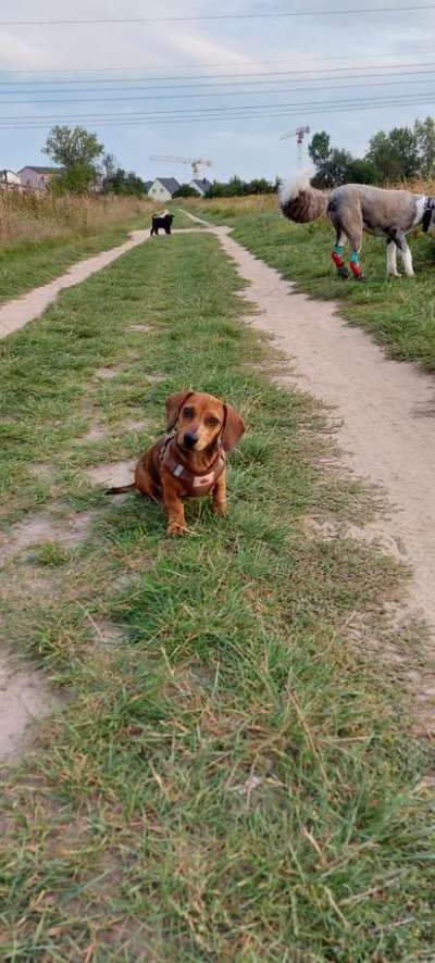 Die Dogorama Wochen Challenge-Beitrag-Bild