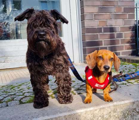 Die Dogorama Kalender Challenge Titelbild-Beitrag-Bild