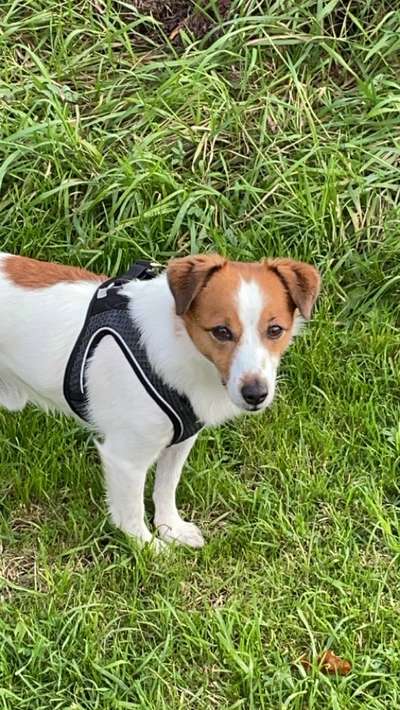 Mischlingshunde Foto Aufruf-Beitrag-Bild