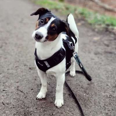 Hundetreffen-Spieltreff auf eingezäunter Hundewiese-Bild