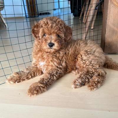 Hundetreffen-Gassi Freund für Eddie-Bild