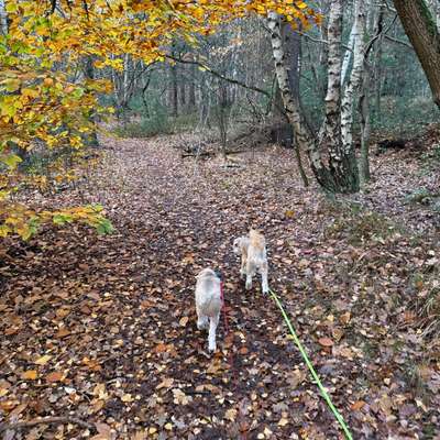 Hundetreffen-Gassi- und Trainingspartner gesucht-Bild