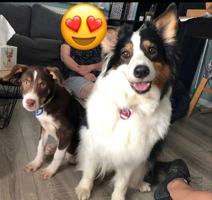 TierschutzhundeStammtisch🐕-Beitrag-Bild