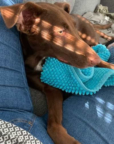 Windhunde - Treffen der besonderen Schönheiten
HERZLICH WILLKOMMEN-Beitrag-Bild