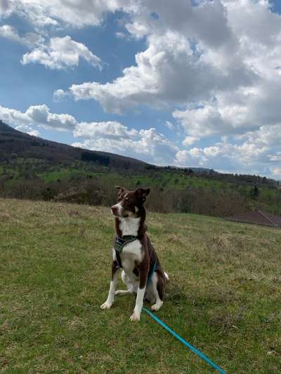 Hunde aus dem Tierschutz: Bulgarien-Beitrag-Bild