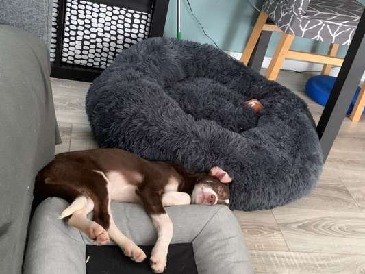 TierschutzhundeStammtisch🐕-Beitrag-Bild