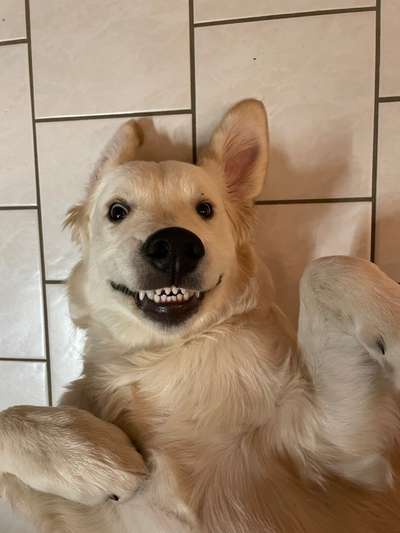 Die Dogorama Kalender Challenge Titelbild-Beitrag-Bild