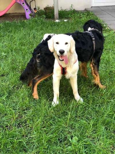 Bester Freund, Hundekumpel - zeigt her!-Beitrag-Bild