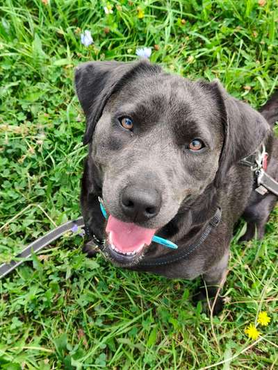 Hundetreffen-Suche Spiel- und Gassikumpel-Bild