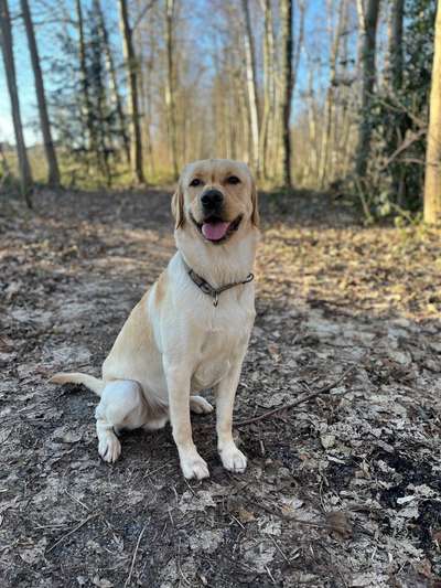 Hundetreffen-Social Walk / Hundebegegnungen trainieren-Bild