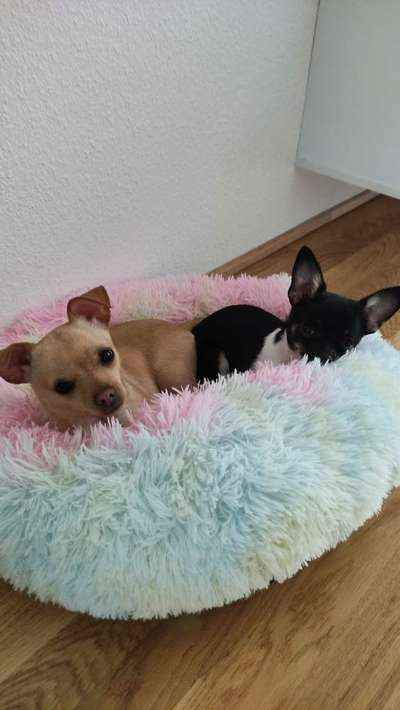 Hundetreffen-Urlaubsbetreuung Chihuahua-Bild