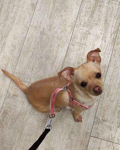 Mischlinge raten - Rätselspaß-Beitrag-Bild