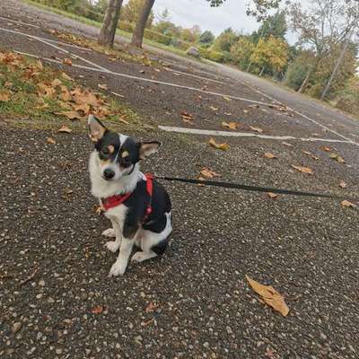 Hundetreffen-Rio Sucht Freunde zum spielen und Gassi gehen