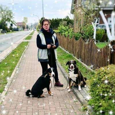 Appenzeller Sennenhunde-Beitrag-Bild