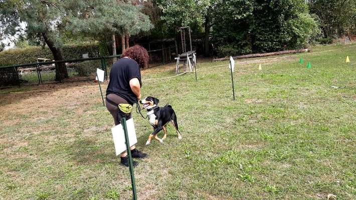 Dein Hund im Dogorama-Kalender 2021-Beitrag-Bild