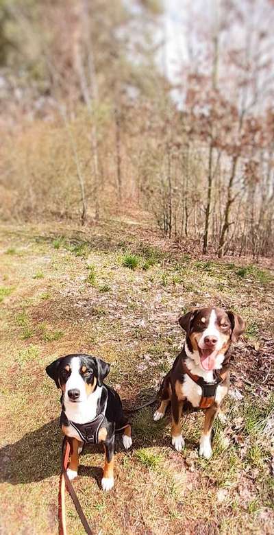 Rassen und ihre Eigenschaften-Beitrag-Bild