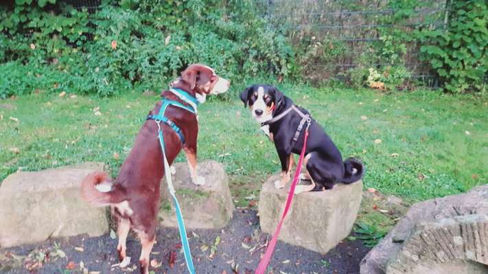 Appenzeller Sennenhunde-Beitrag-Bild