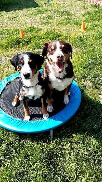 Dein Hund im Dogorama-Kalender 2021-Beitrag-Bild