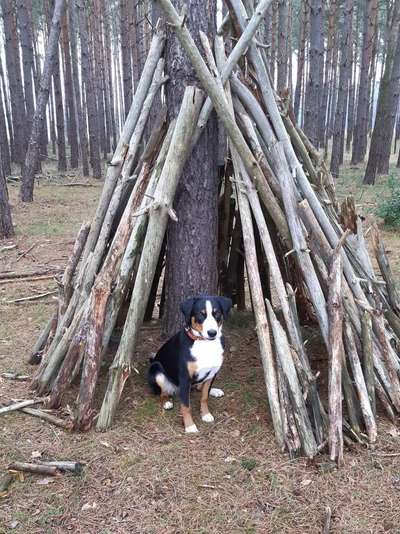 Dein Hund im Dogorama-Kalender 2021-Beitrag-Bild