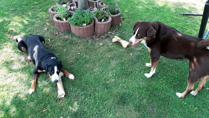 Dein Hund im Dogorama-Kalender 2021-Beitrag-Bild