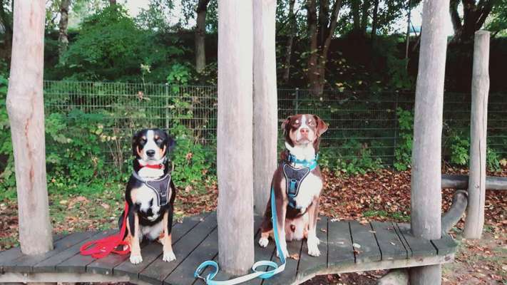 Appenzeller Sennenhunde-Beitrag-Bild