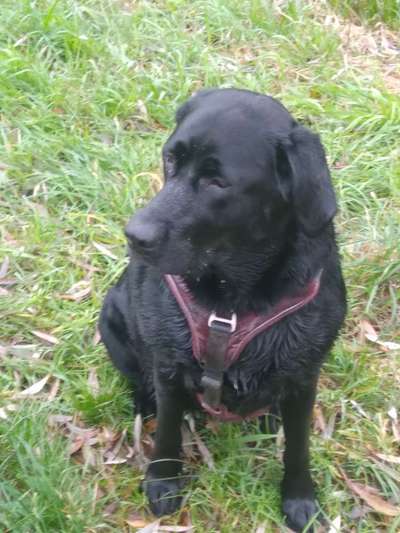 Labradorfans-Beitrag-Bild