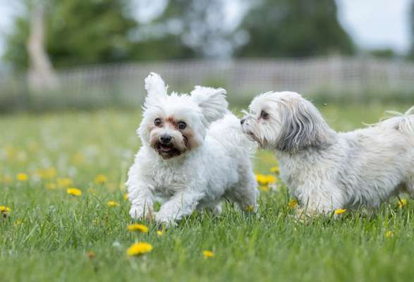 Erfahrungen mit unseriösen Tierschutzvereinen-Beitrag-Bild