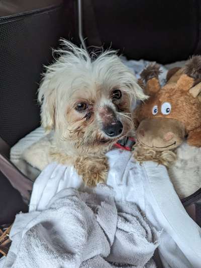 Erfahrungen mit unseriösen Tierschutzvereinen-Beitrag-Bild