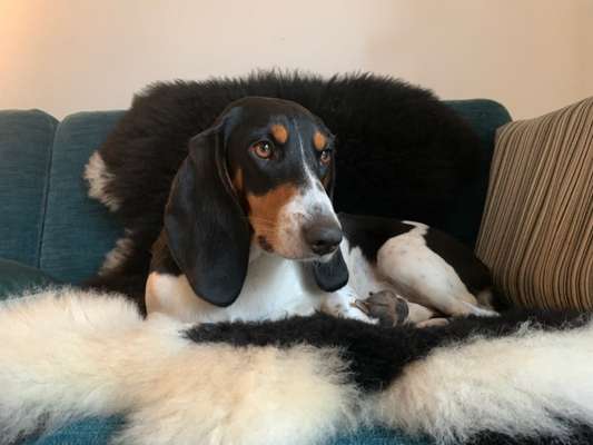 Seltene Rassen!-Beitrag-Bild